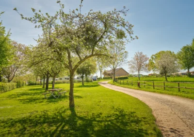 Camping Gastmolen Vaals Zuid Limburg - appelboom met bloessem en pad